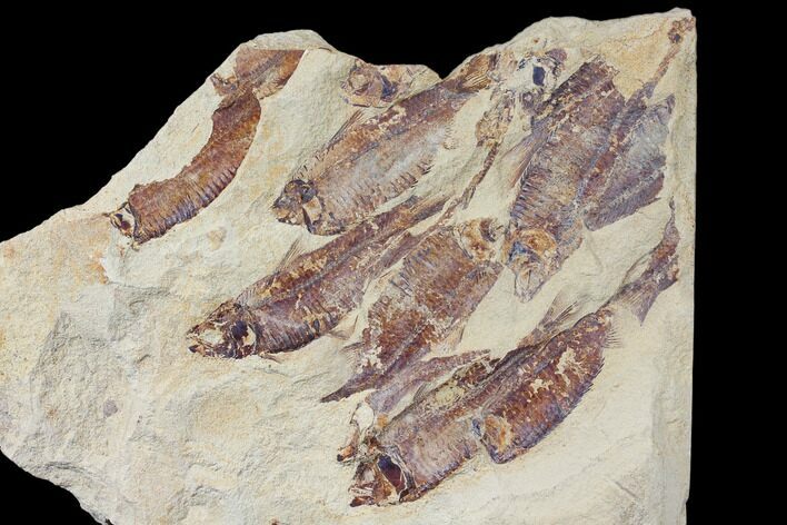 Fossil Fish (Gosiutichthys) Mortality Plate - Lake Gosiute #130010